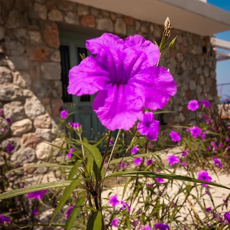 Joya Cyprus Seabreeze Garden *